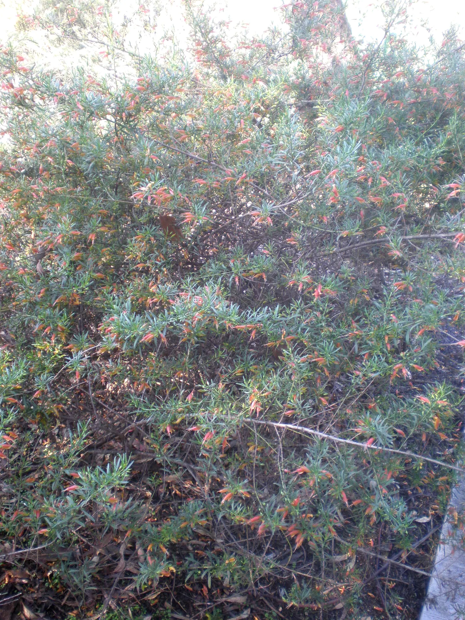 Spotted Emu Bush (Eremophila Maculata) — Hardy and drought-tolerant, it reaches up to 5 feet tall and wide