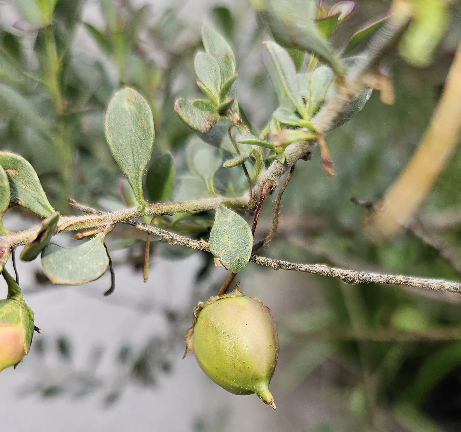Spotted Emu Bush (Eremophila Maculata) — often with contrasting spots that add visual intrigue