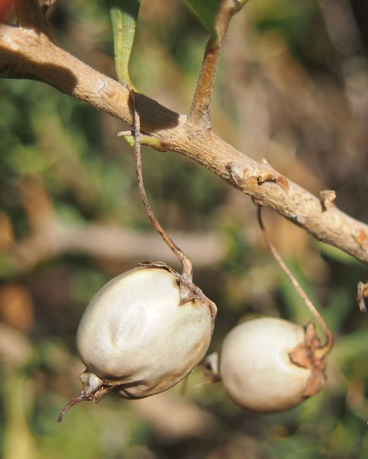 Spotted Emu Bush (Eremophila Maculata) — making it an ideal choice for drought-resistant gardens