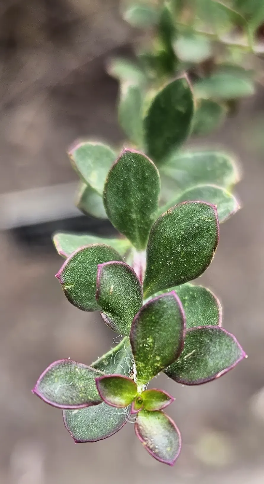 Spotted Emu Bush (Eremophila Maculata) — red flowers in the garden