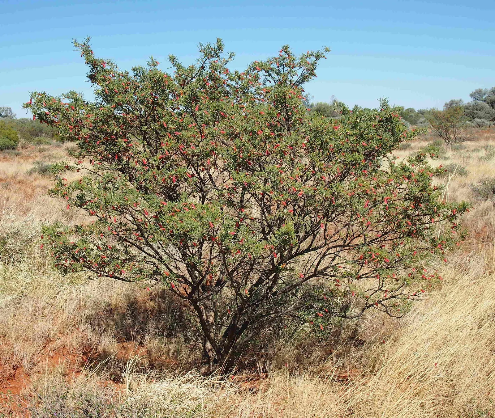 Spotted Emu Bush (Eremophila Maculata) — is a vibrant Australian native; hardy and drought-tolerant, it reaches up to 5 feet tall and wide
