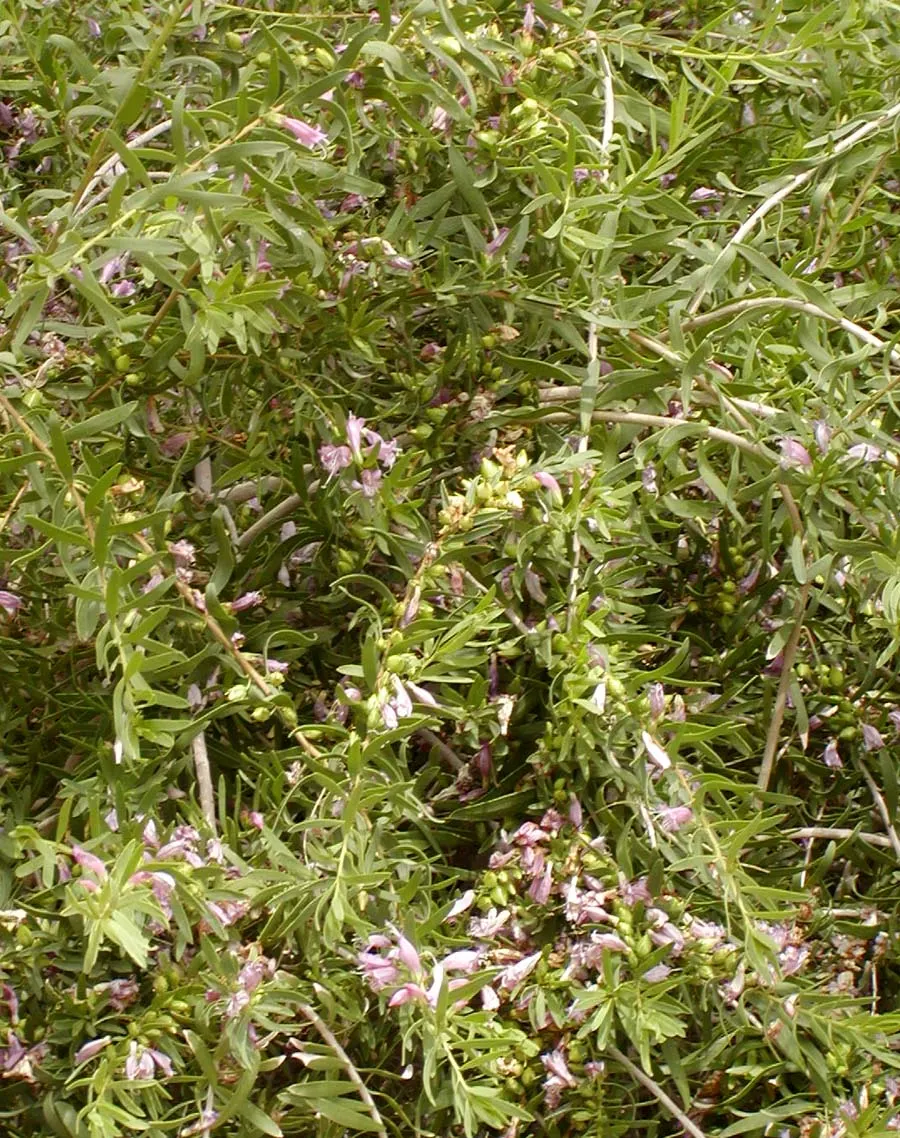 Spotted Emu Bush (Eremophila Maculata) — ranging from pink to crimson