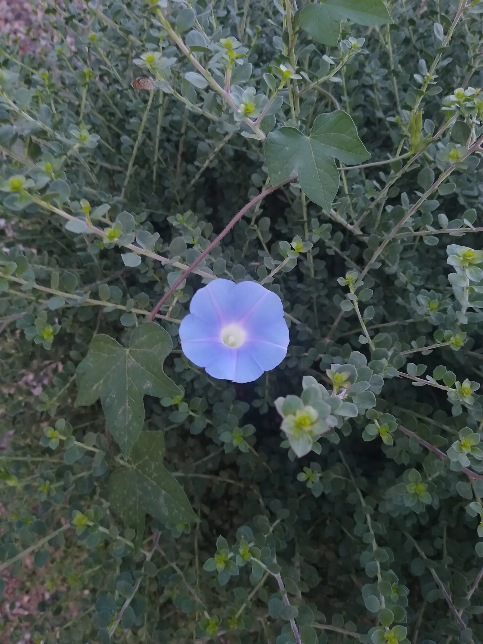 Spotted Emu Bush (Eremophila Maculata) — These flowers are a magnet for hummingbirds
