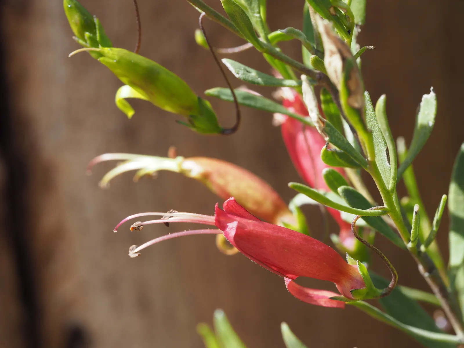 Spotted Emu Bush (Eremophila Maculata) — Hardy and drought-tolerant, it reaches up to 5 feet tall and wide; ranging from pink to crimson
