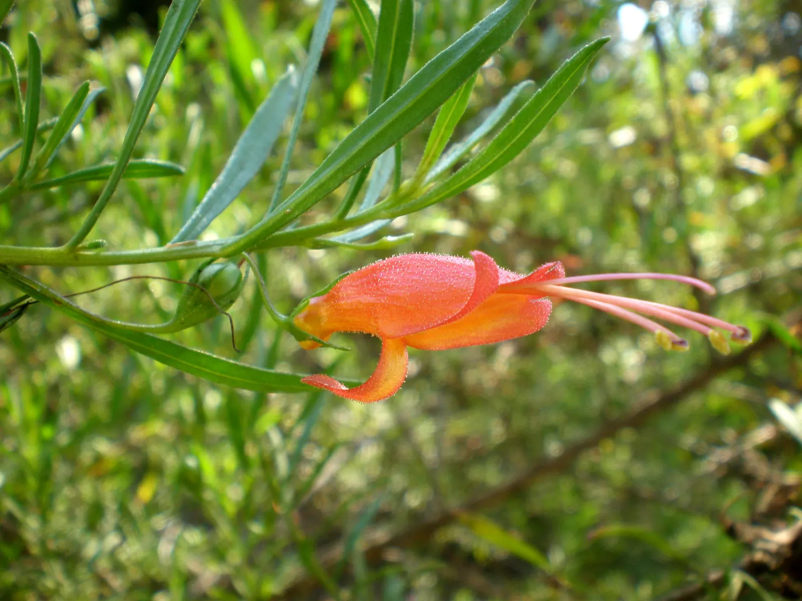 Spotted Emu Bush (Eremophila Maculata) — With a growth habit that can be adjusted through pruning