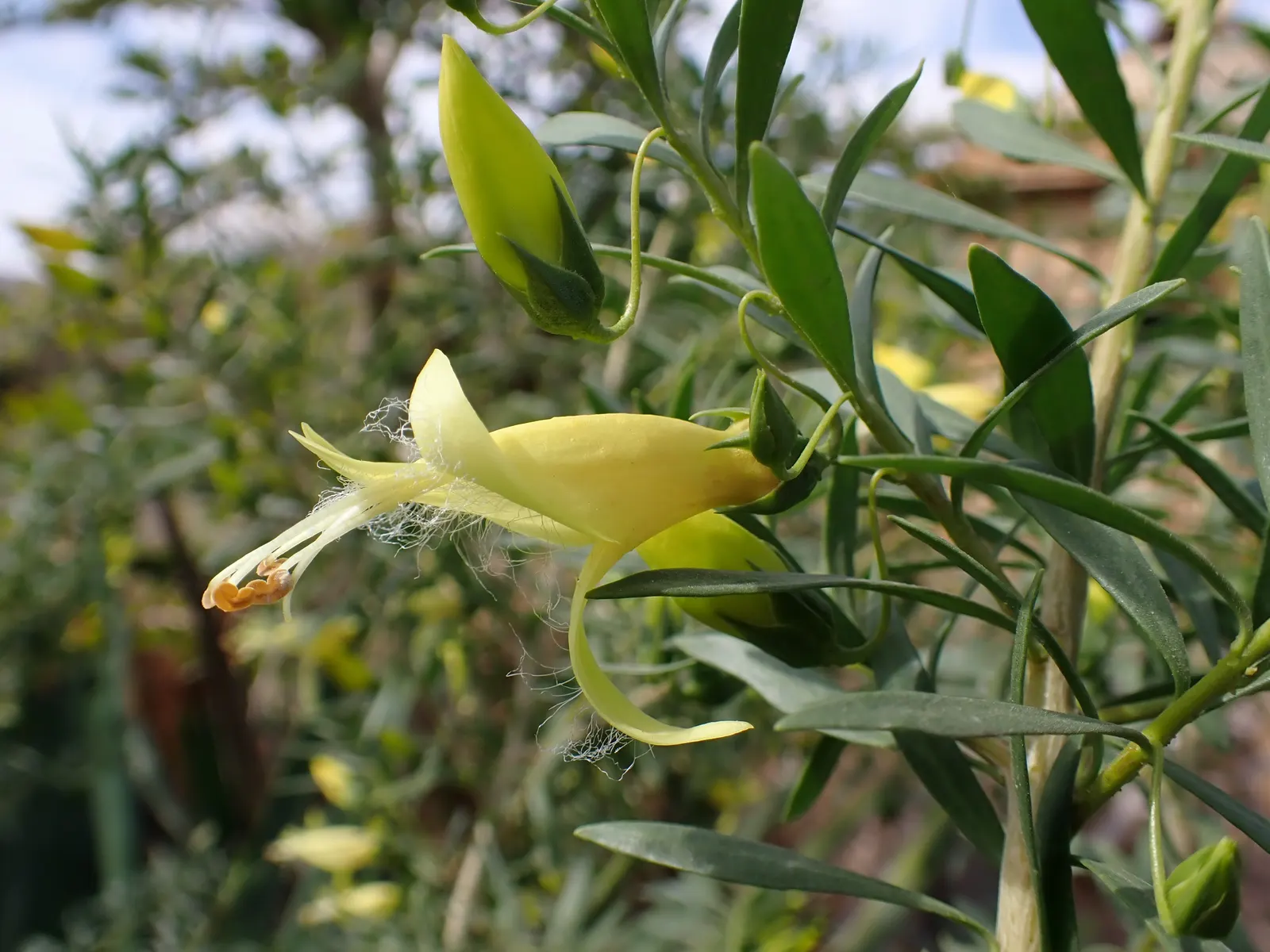 Spotted Emu Bush (Eremophila Maculata) — lance-shaped leaves that are a grey-green hue