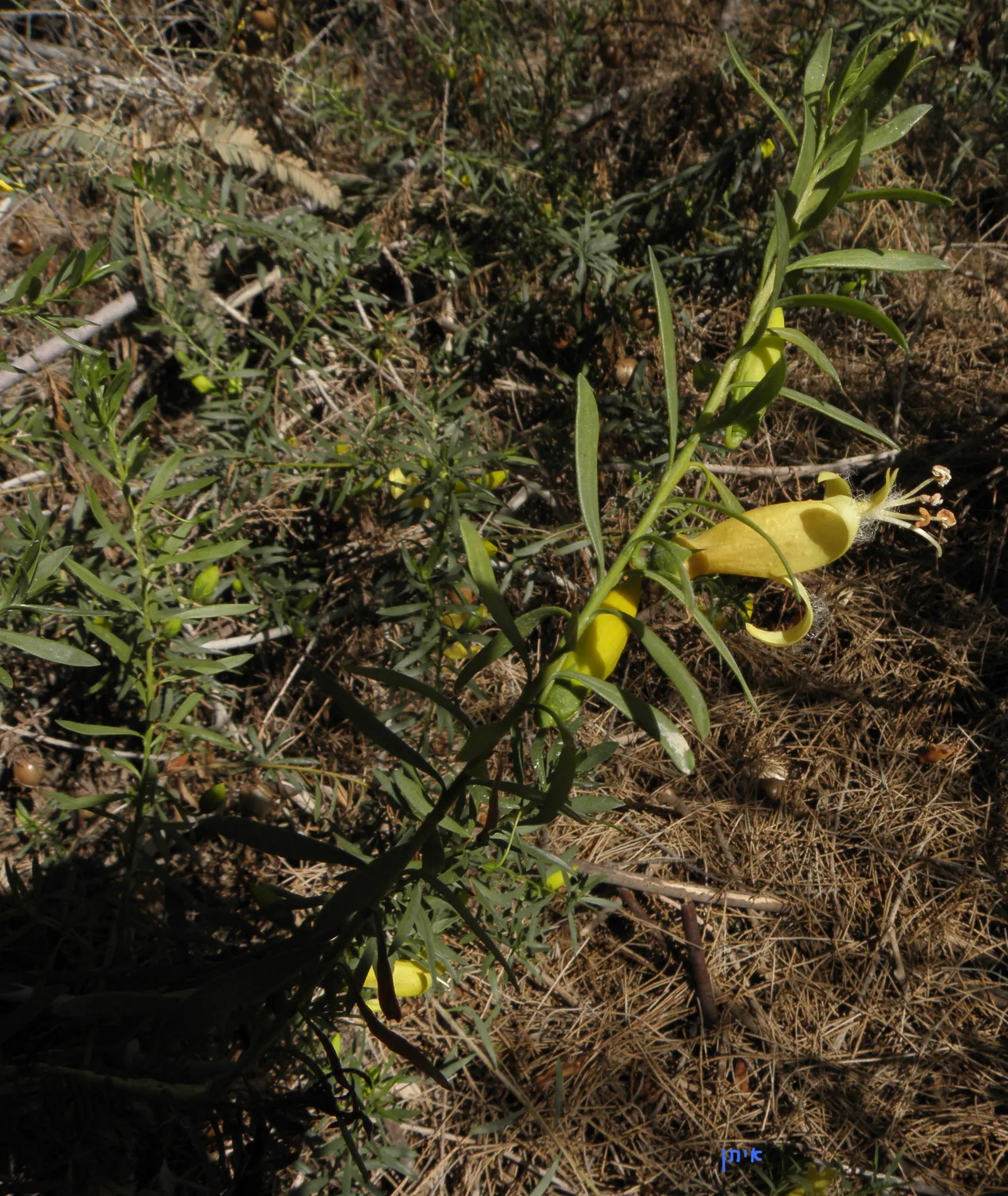 Spotted Emu Bush (Eremophila Maculata) — tubular flowers that bloom predominantly in winter and spring