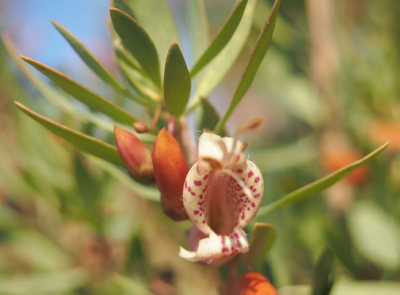 Spotted Emu Bush (Eremophila Maculata) — Ideal for xeriscapes, this evergreen provides year-round interest with minimal maintenance