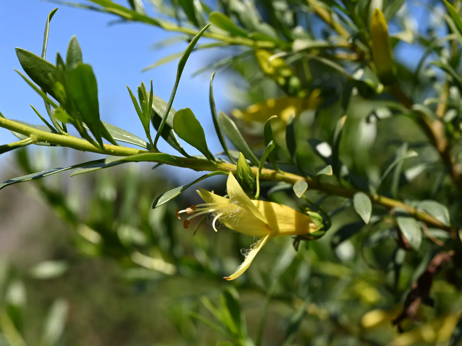 Spotted Emu Bush (Eremophila Maculata) — Attracts birds and pollinators, enhancing biodiversity