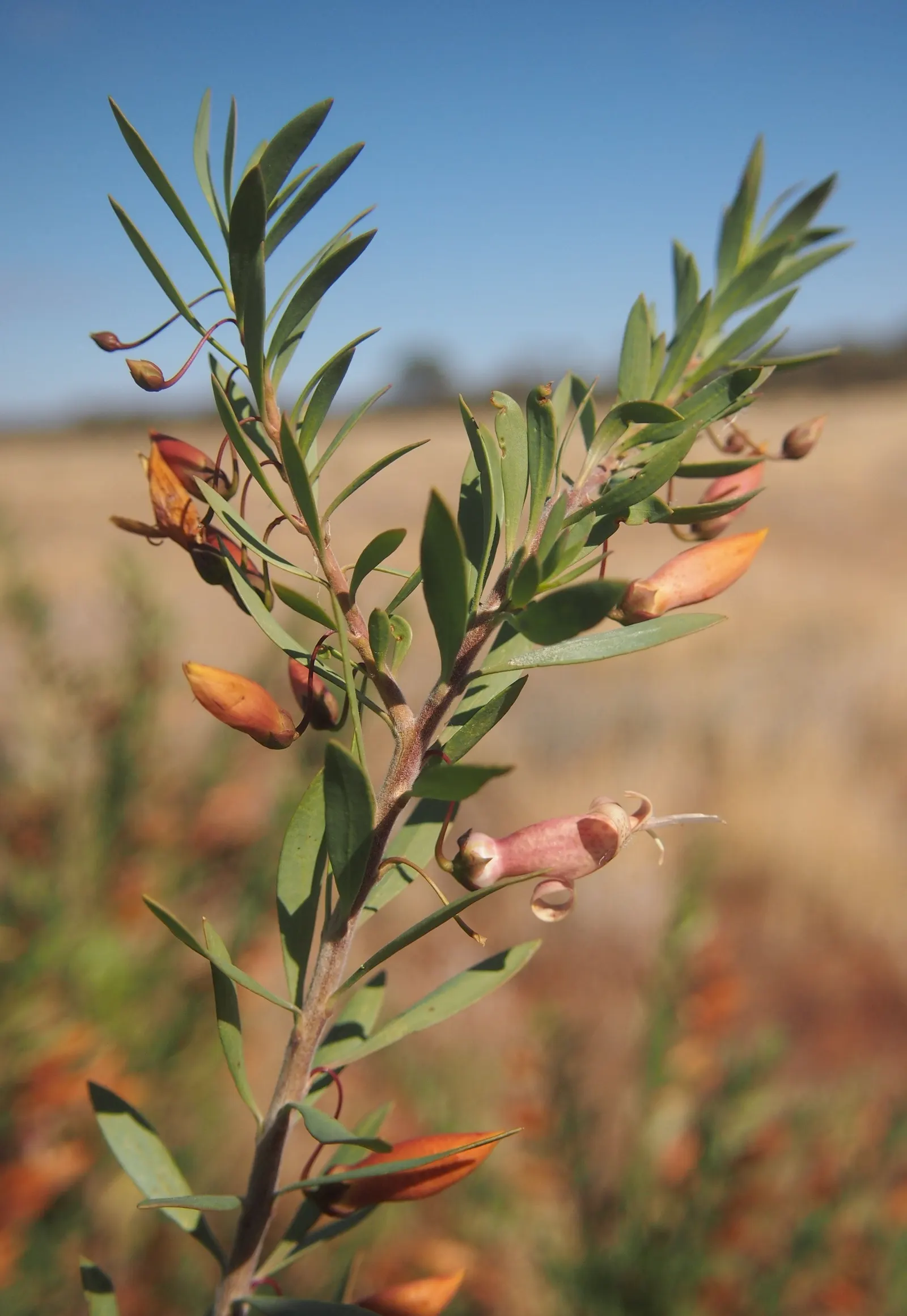 Spotted Emu Bush (Eremophila Maculata) — The Spotted Emu Bush, or Eremophila maculata, is a distinctive and vibrant addition to any waterwise landscape