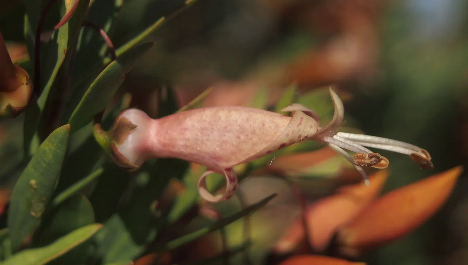 Spotted Emu Bush (Eremophila Maculata) — it provides flexibility in design