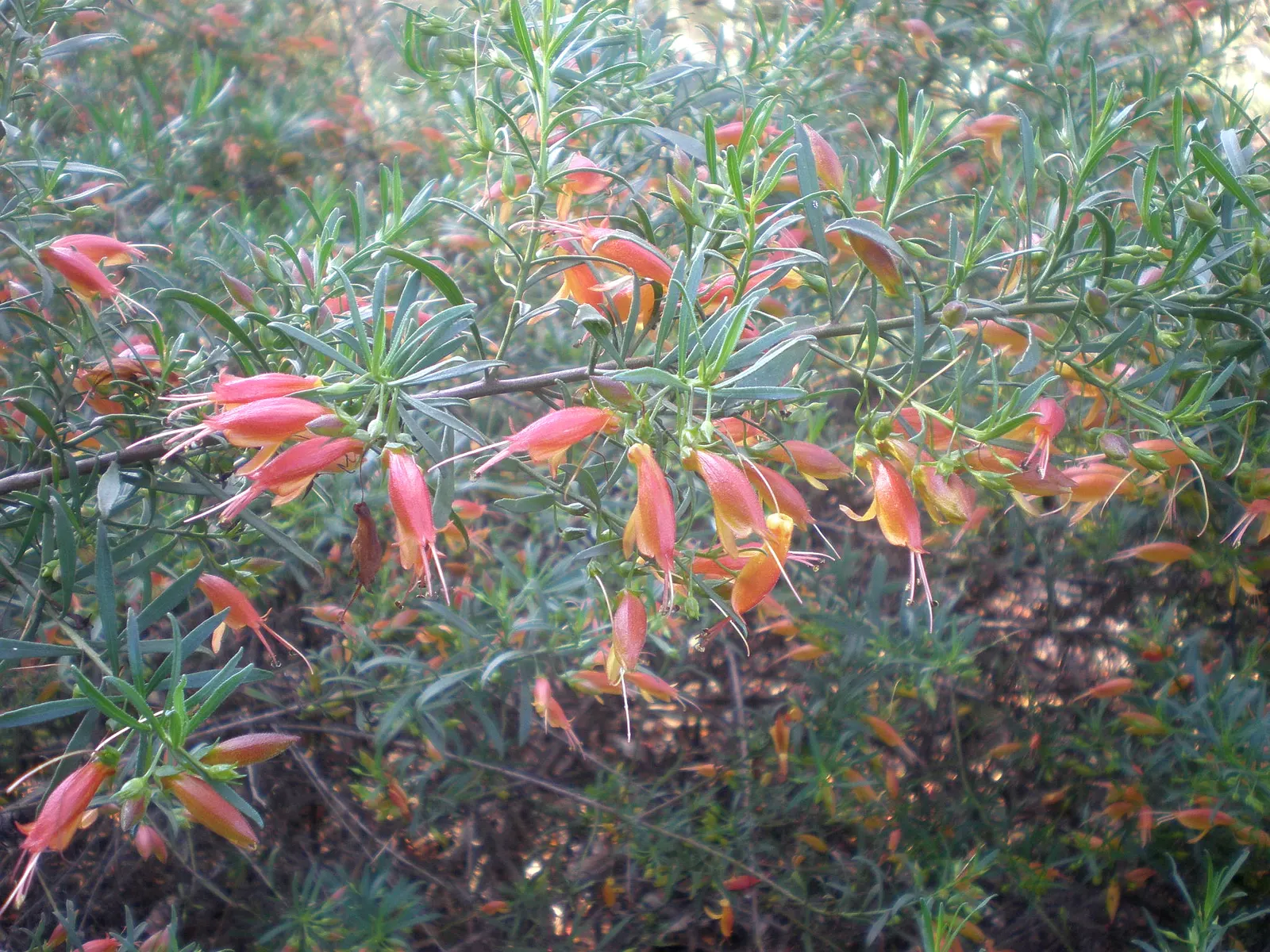 Spotted Emu Bush (Eremophila Maculata) — prized for its spotted bell-shaped flowers