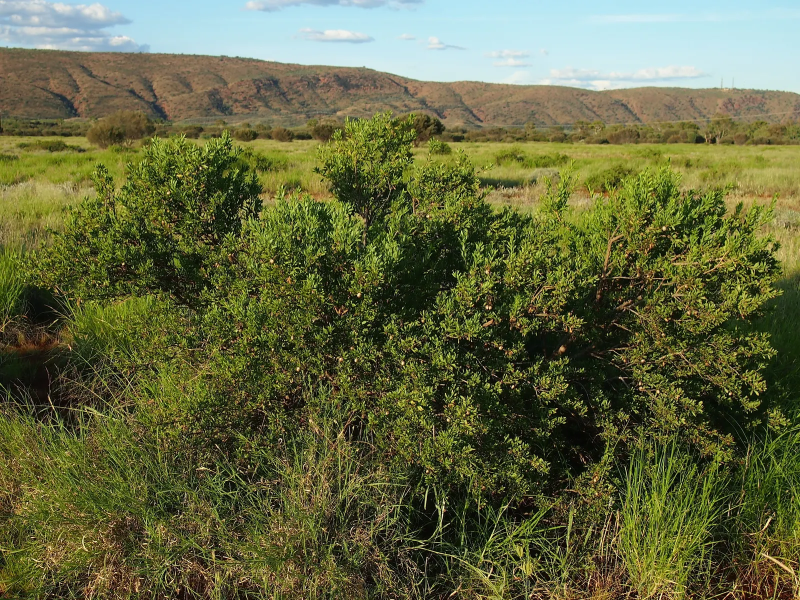 Spotted Emu Bush (Eremophila Maculata) — is a vibrant Australian native