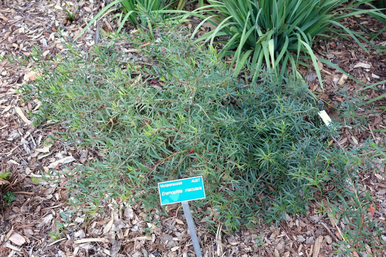 Spotted Emu Bush (Eremophila Maculata) — Eremophila maculata thrives in full sun and requires minimal watering once established