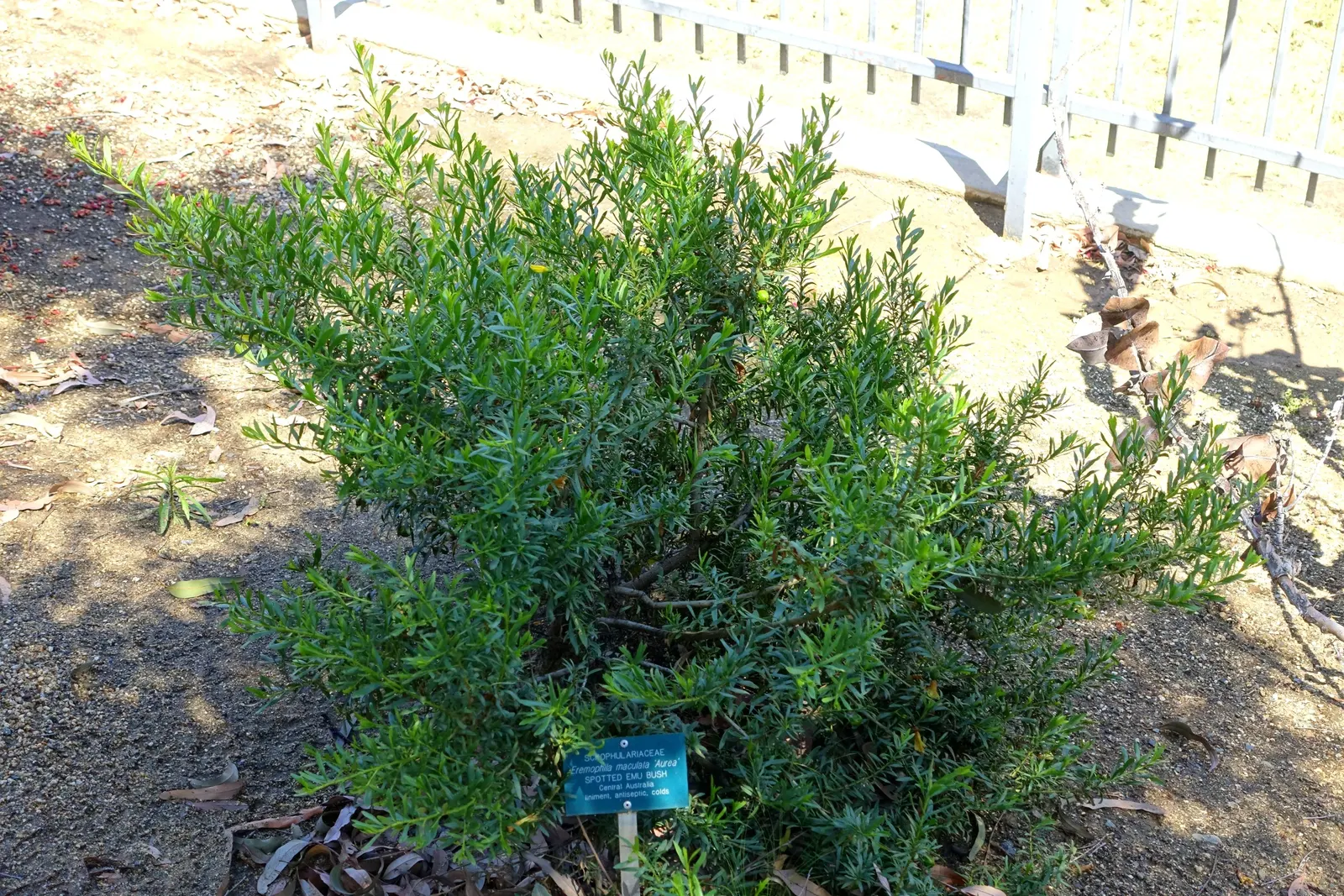 Spotted Emu Bush (Eremophila Maculata) — prized for its spotted bell-shaped flowers; it provides flexibility in design