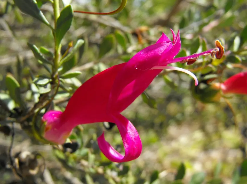 Spotted Emu Bush (Eremophila Maculata) — ranging from pink to crimson; eremophila maculata thrives in full sun and requires minimal watering once established
