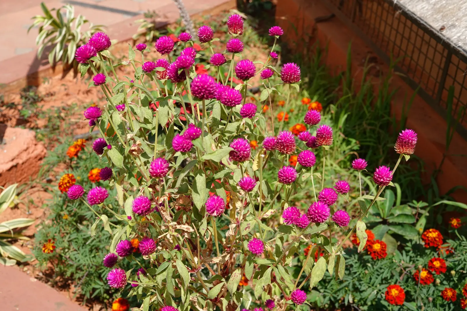 Globe Amaranth (Gomphrena Globosa) — pink flowers in the garden; everlasting flower with papery blooms ranging from purple to white, image 61