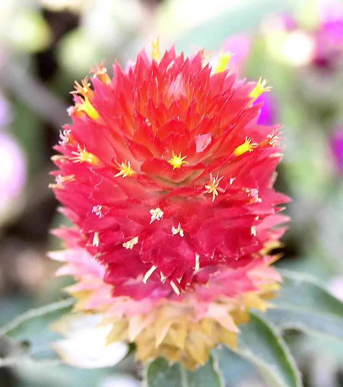 Globe Amaranth (Gomphrena Globosa) — adding contrast to midsummer through fall gardens; this drought-resistant annual thrives in full sun