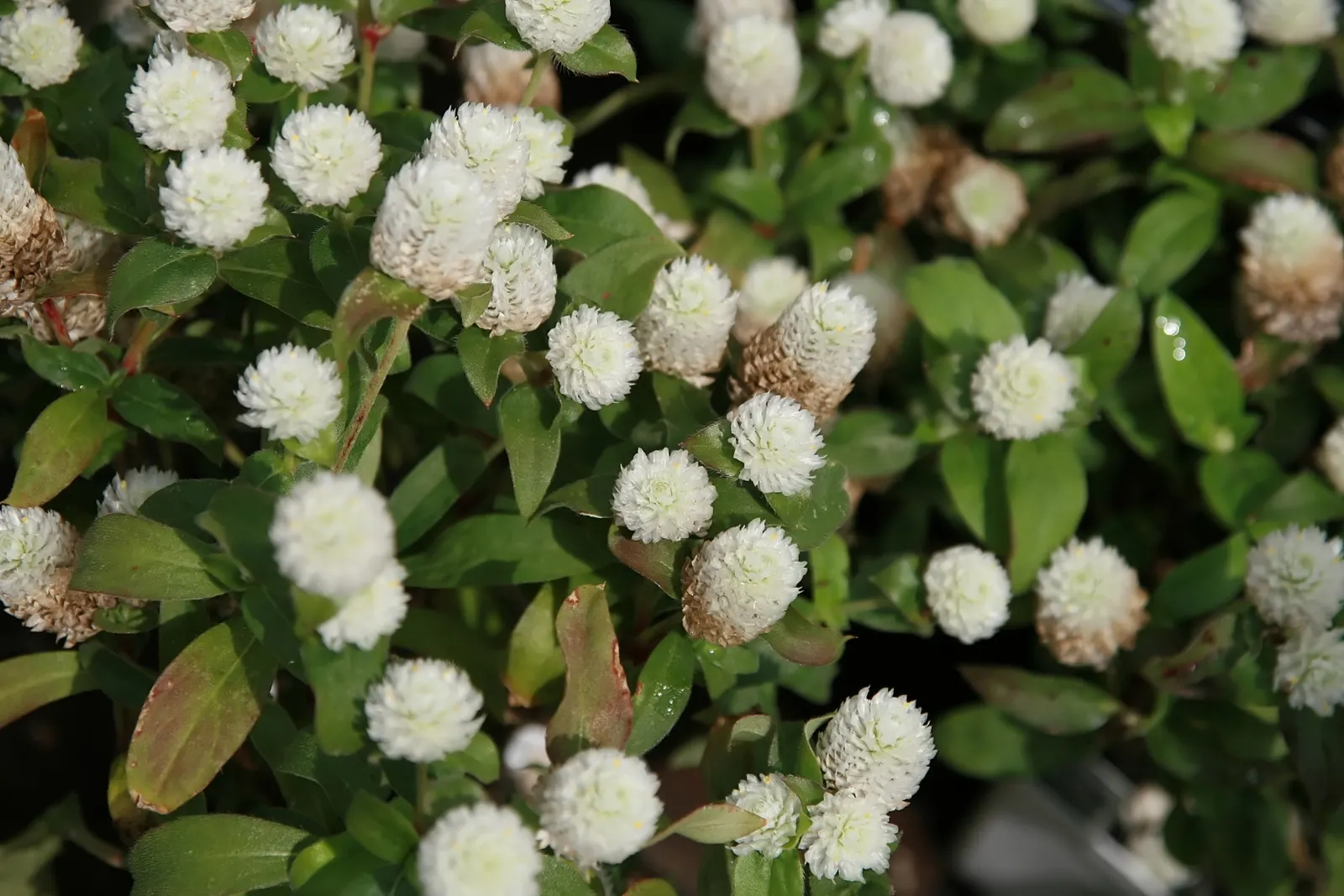 Globe Amaranth (Gomphrena Globosa) — Typically growing to about 24 inches tall and spreading 12 inches wide, image 101