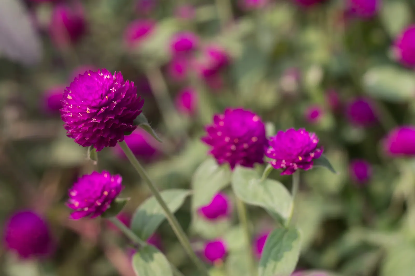 Globe Amaranth (Gomphrena Globosa) — The foliage is lance-shaped and often sprinkled with a magenta hue, image 95