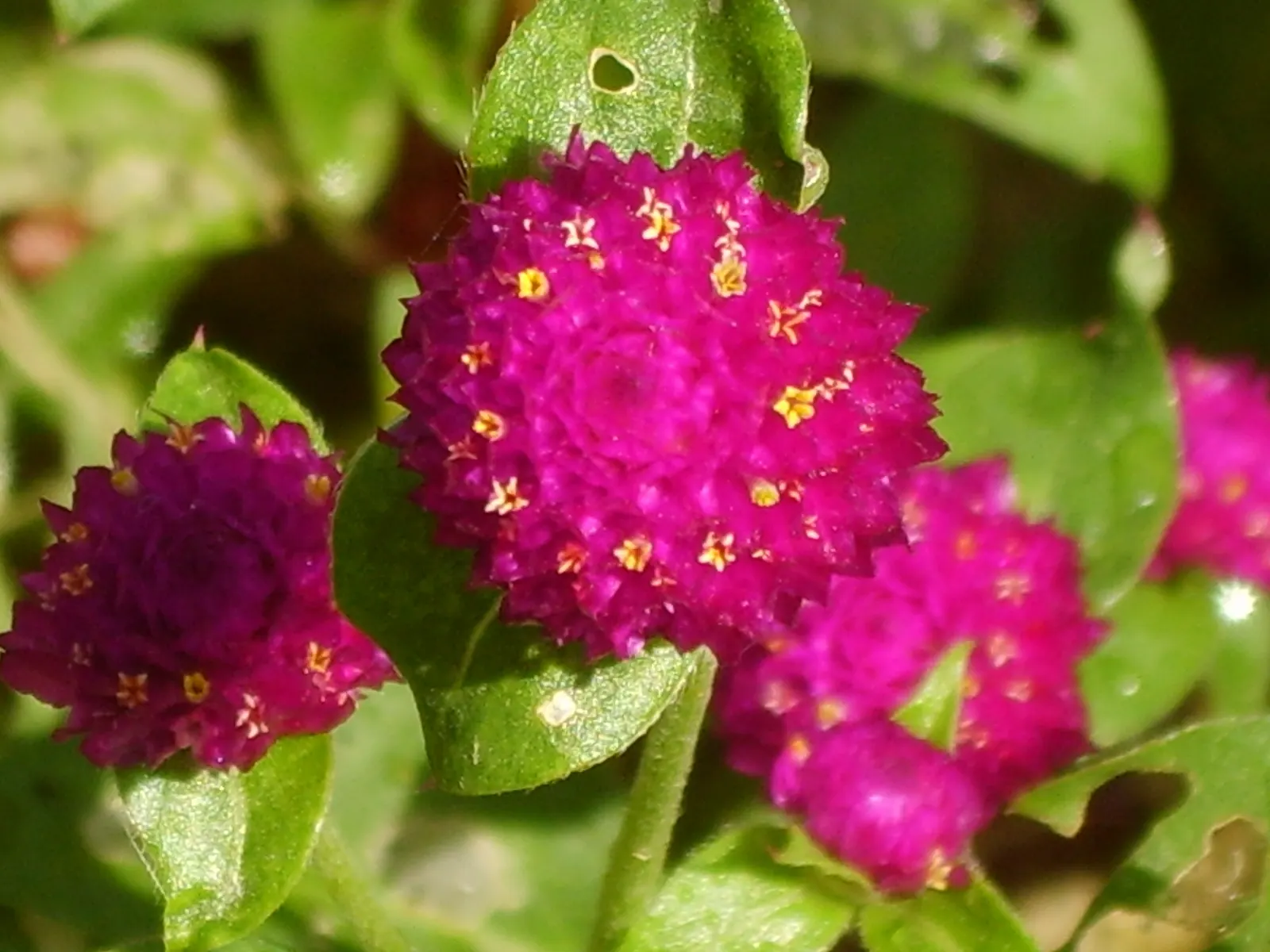 Globe Amaranth (Gomphrena Globosa) — Its dense, clover-like heads are excellent for both fresh-cut and dried floral arrangements; pink flowers in, image 49