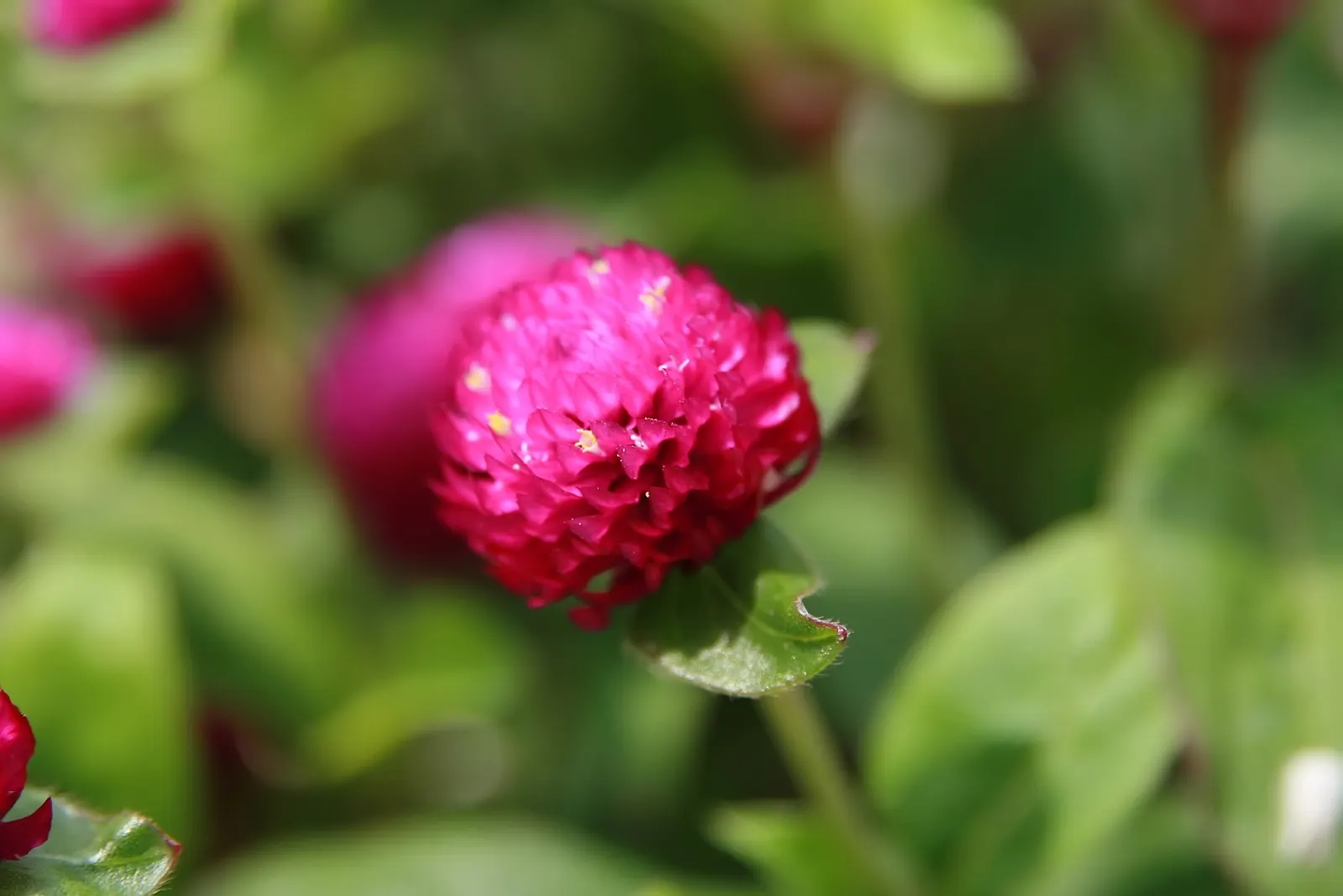 Globe Amaranth (Gomphrena Globosa) — The foliage is lance-shaped and often sprinkled with a magenta hue, image 77
