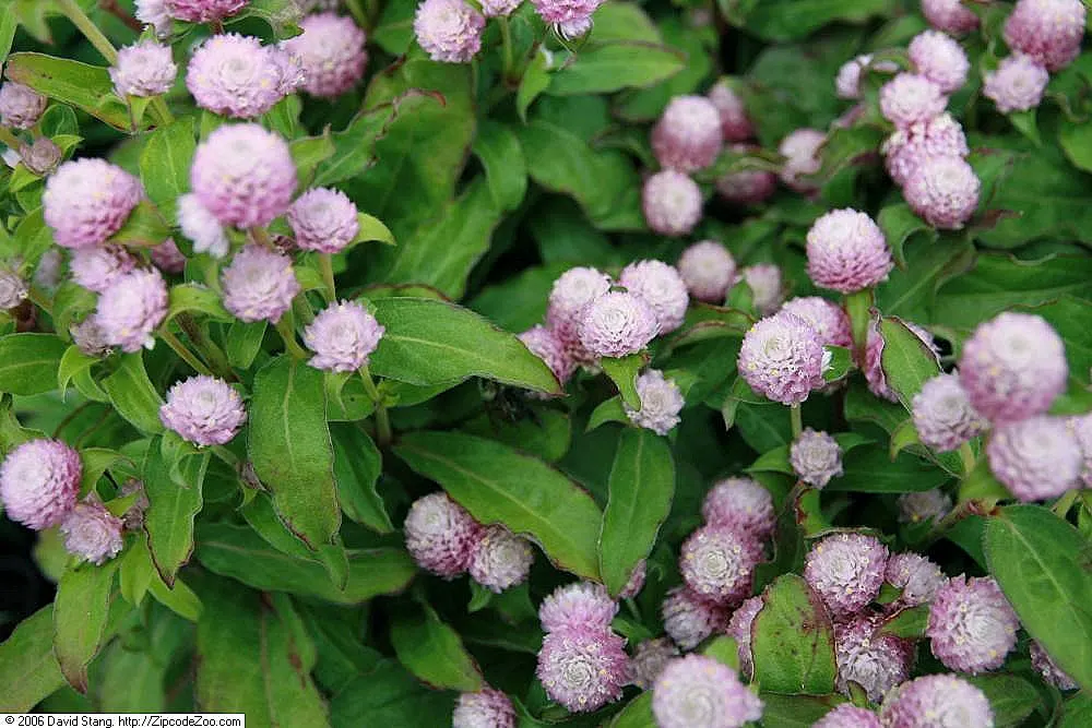Globe Amaranth (Gomphrena Globosa) — Its dense, clover-like heads are excellent for both fresh-cut and dried floral arrangements; pink flowers in, image 67