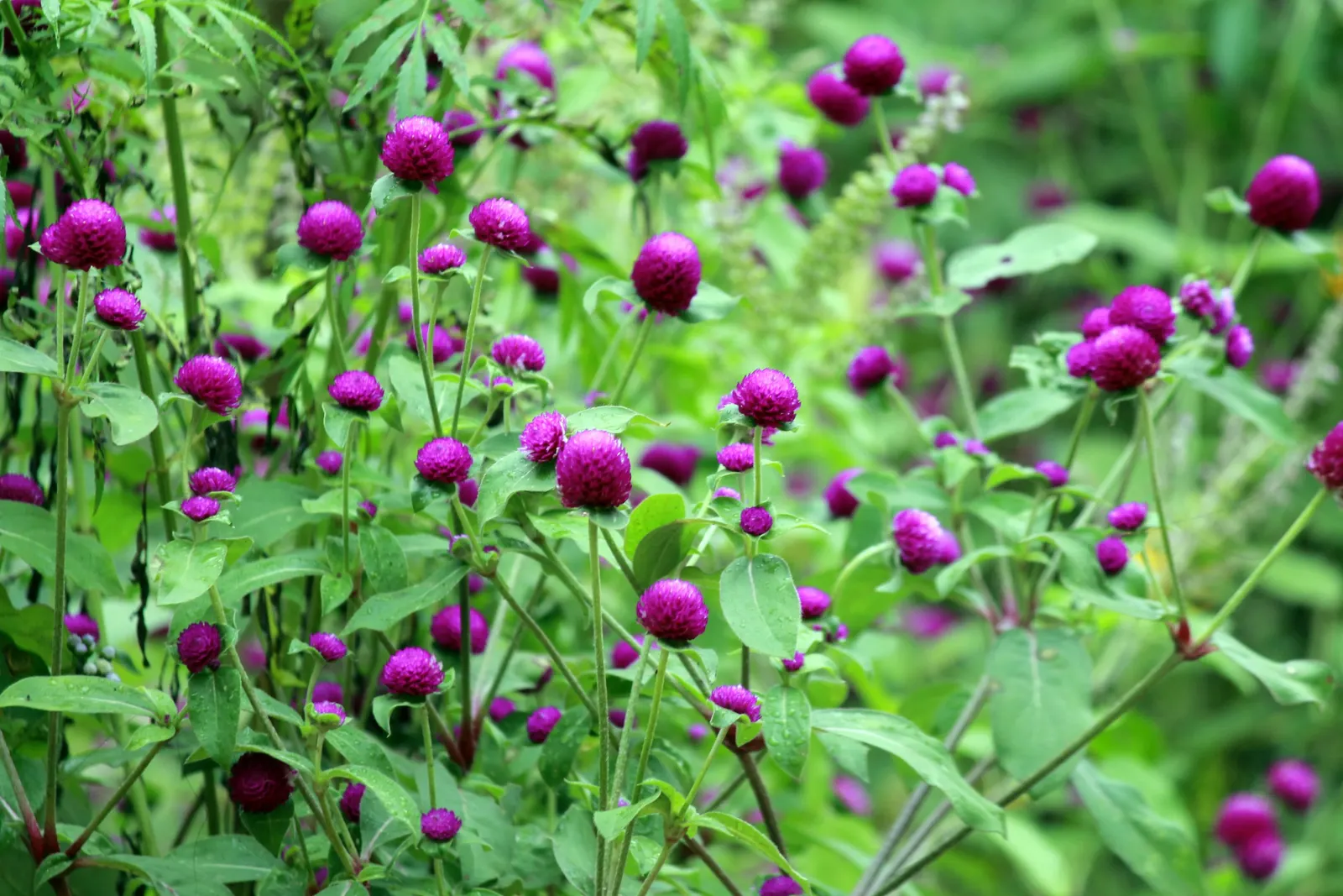 Globe Amaranth (Gomphrena Globosa) — adding contrast to midsummer through fall gardens; this drought-resistant annual thrives in full sun, image 87
