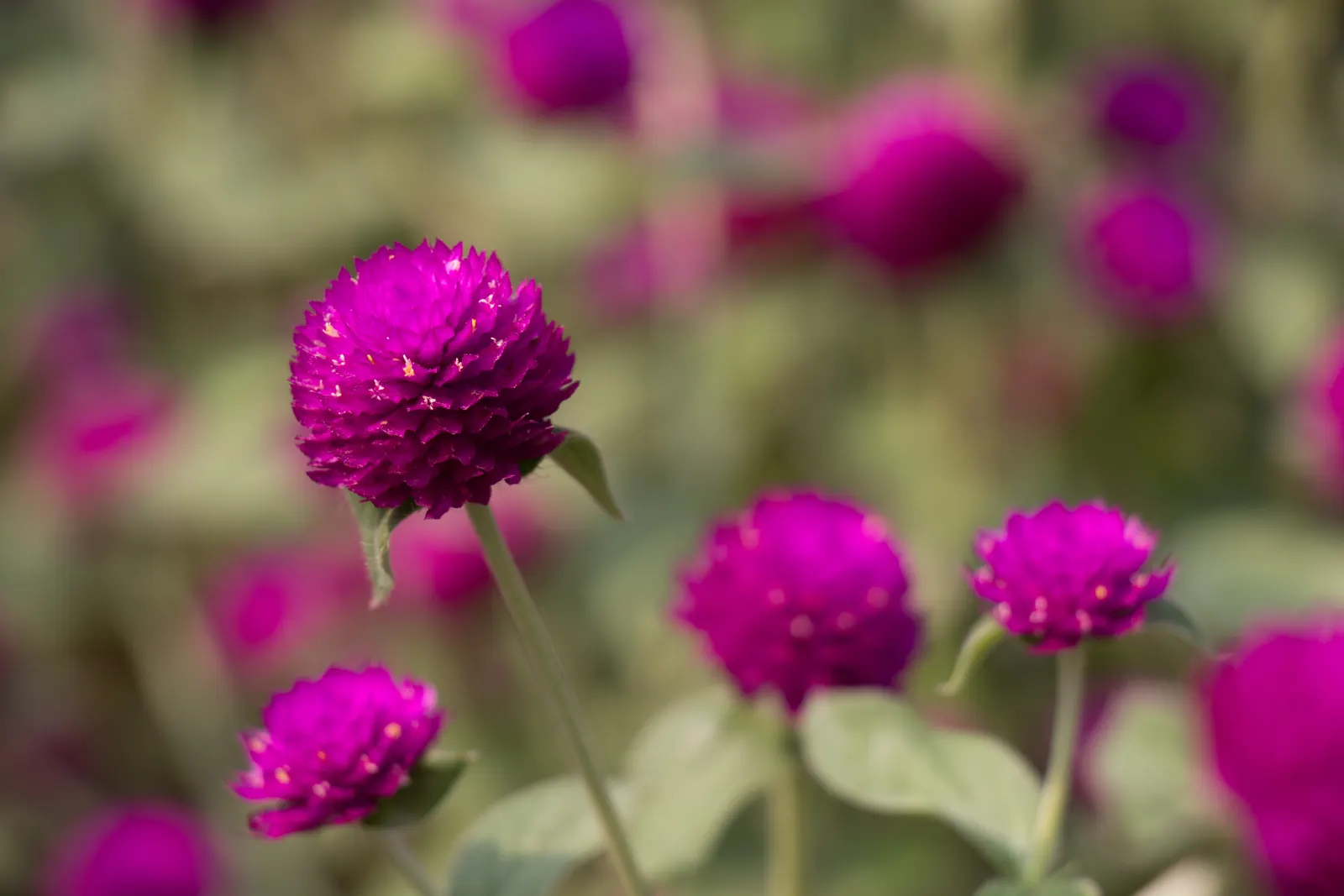 Globe Amaranth (Gomphrena Globosa) — The foliage is lance-shaped and often sprinkled with a magenta hue