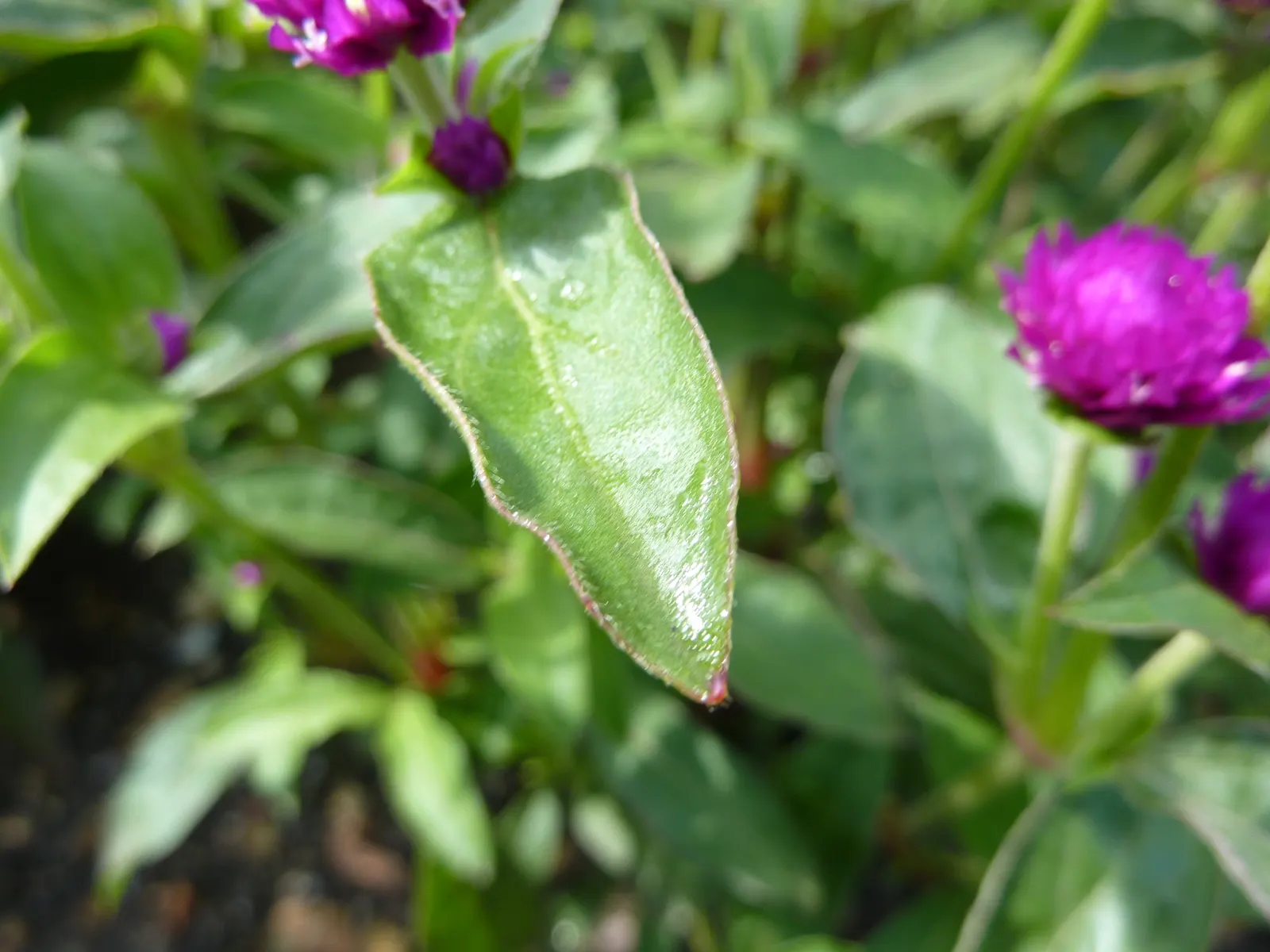 Globe Amaranth (Gomphrena Globosa) — everlasting flower with papery blooms ranging from purple to white; its dense, clover-like heads are excellent, image 100