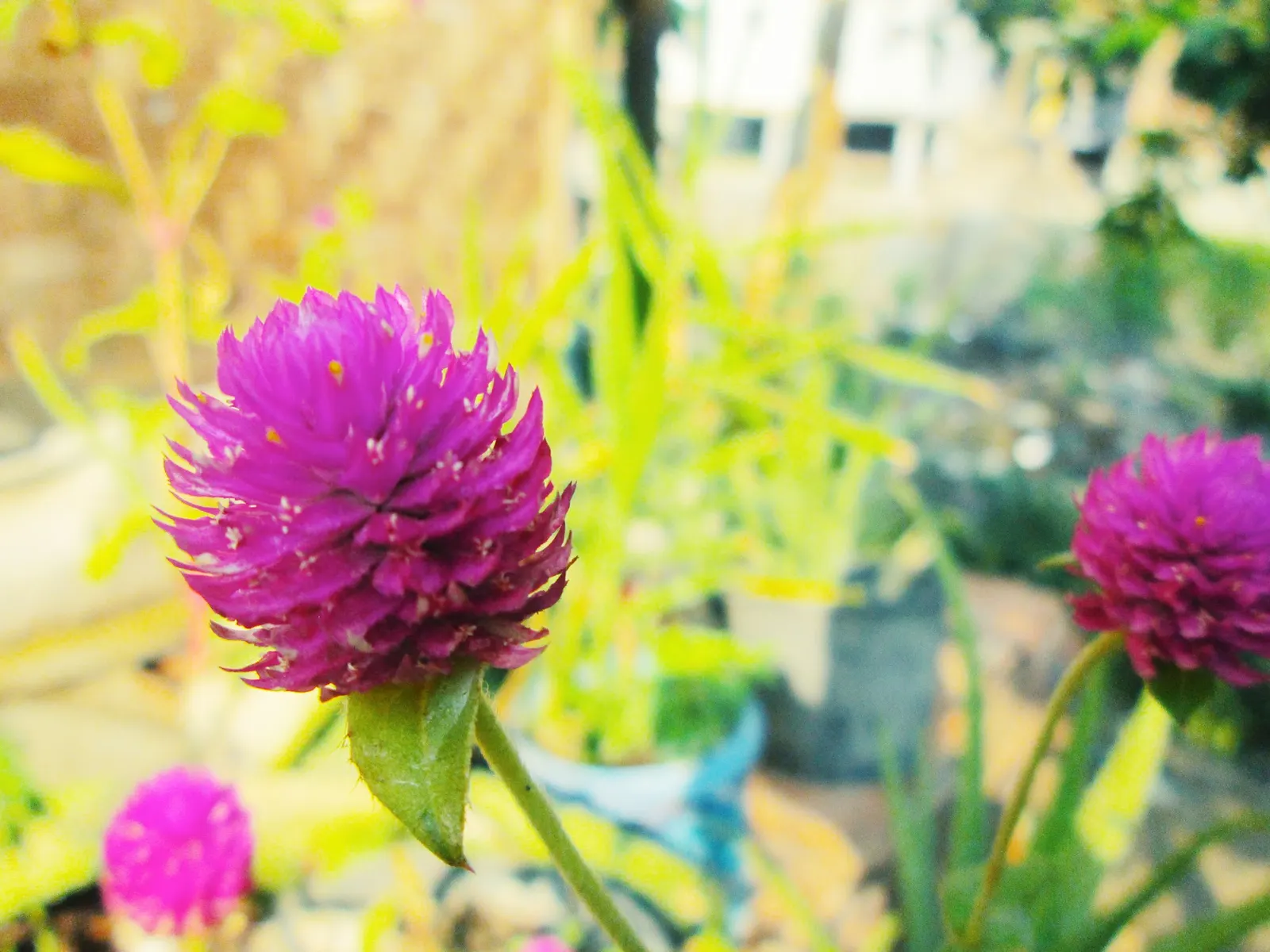 Globe Amaranth (Gomphrena Globosa) — everlasting flower with papery blooms ranging from purple to white