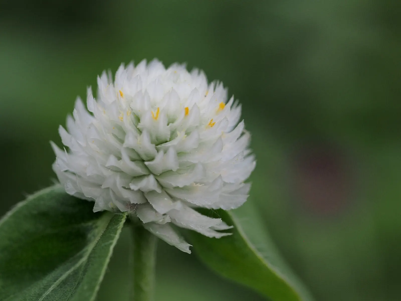 Globe Amaranth (Gomphrena Globosa) — annual with pink blooms, image 107