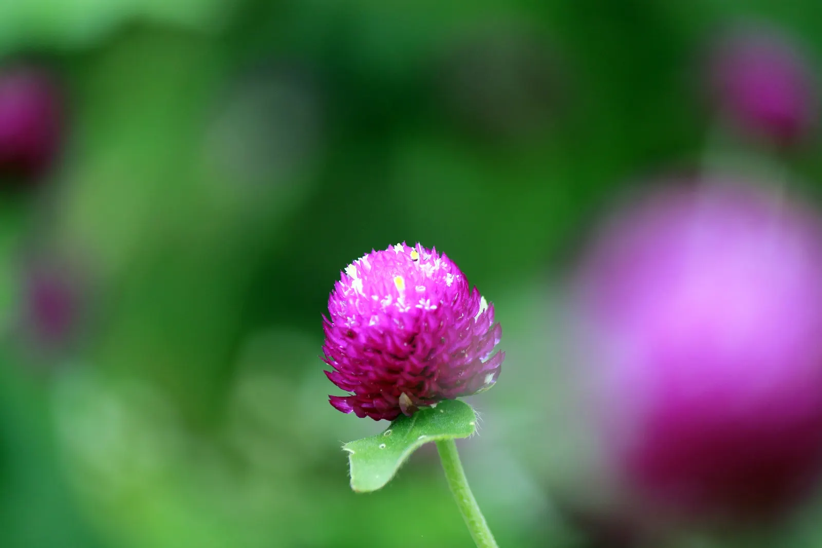 Globe Amaranth (Gomphrena Globosa) — annual for full or half; adding contrast to midsummer through fall gardens, image 36