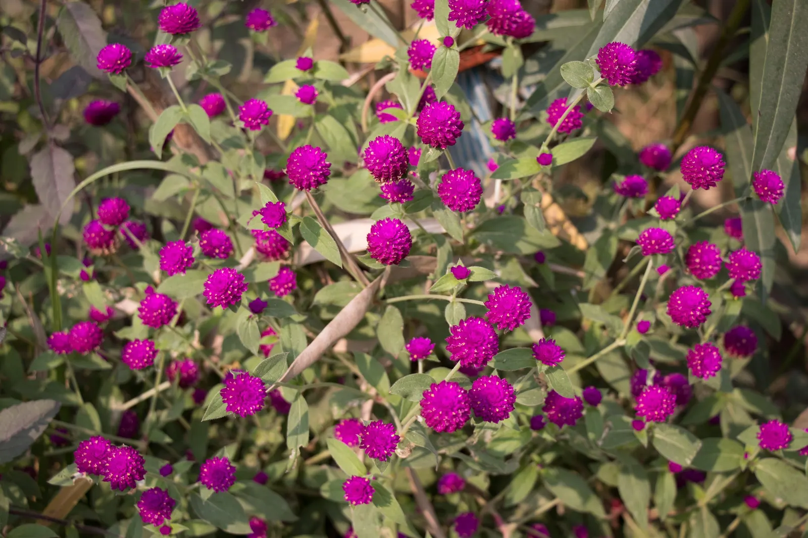 Globe Amaranth (Gomphrena Globosa) — adding contrast to midsummer through fall gardens; this drought-resistant annual thrives in full sun, image 60
