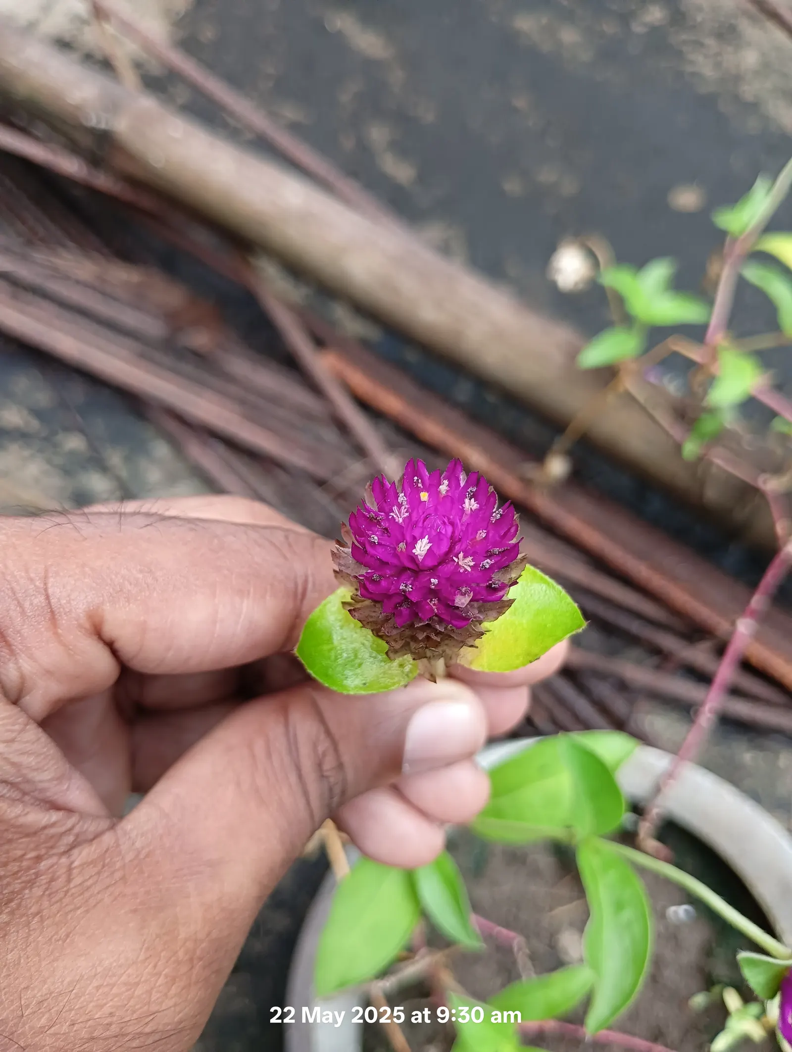 Globe Amaranth (Gomphrena Globosa) — Typically growing to about 24 inches tall and spreading 12 inches wide, image 11