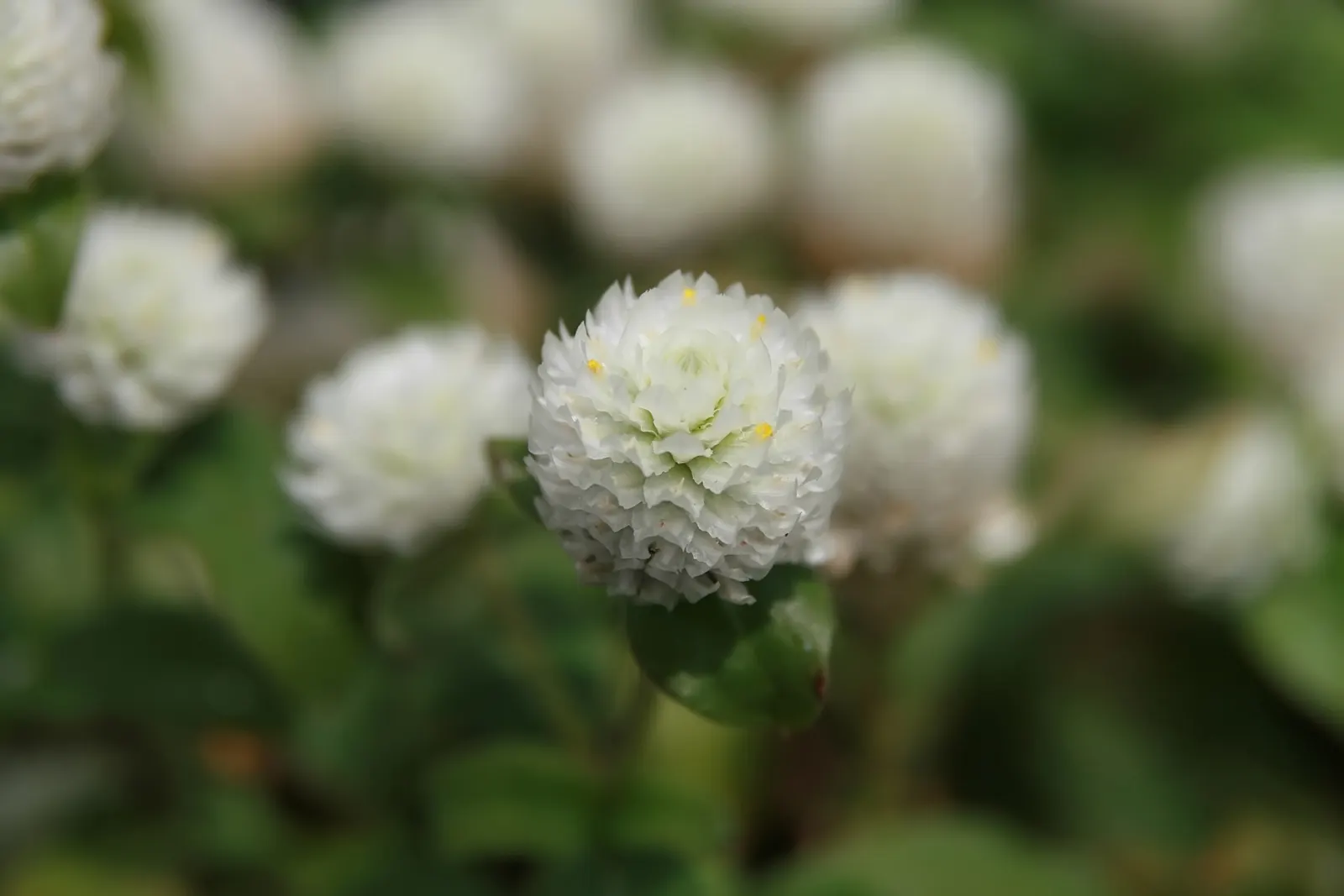 Globe Amaranth (Gomphrena Globosa) — pink flowers in the garden; everlasting flower with papery blooms ranging from purple to white, image 43