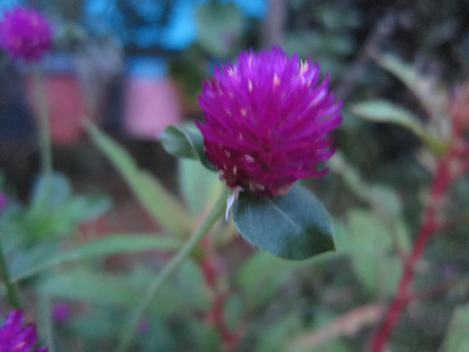 Globe Amaranth (Gomphrena Globosa) — Its dense, clover-like heads are excellent for both fresh-cut and dried floral arrangements; pink flowers in the garden