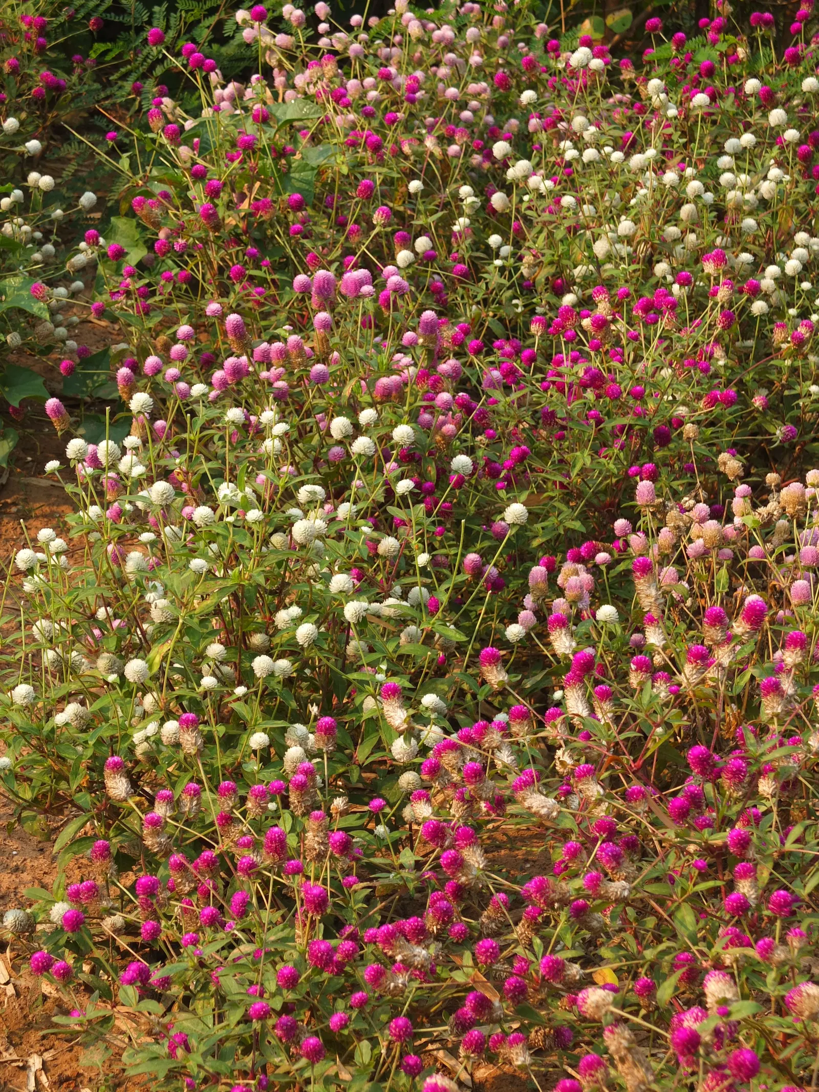 Globe Amaranth (Gomphrena Globosa) — Its dense, clover-like heads are excellent for both fresh-cut and dried floral arrangements; pink flowers in, image 103