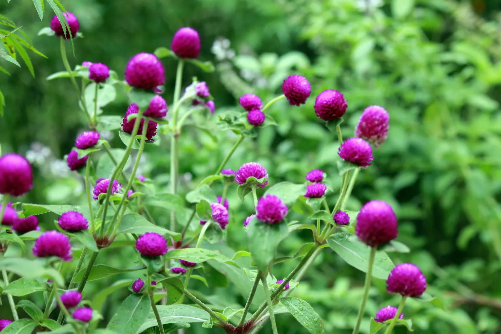 Globe Amaranth (Gomphrena Globosa) — The foliage is lance-shaped and often sprinkled with a magenta hue, image 14