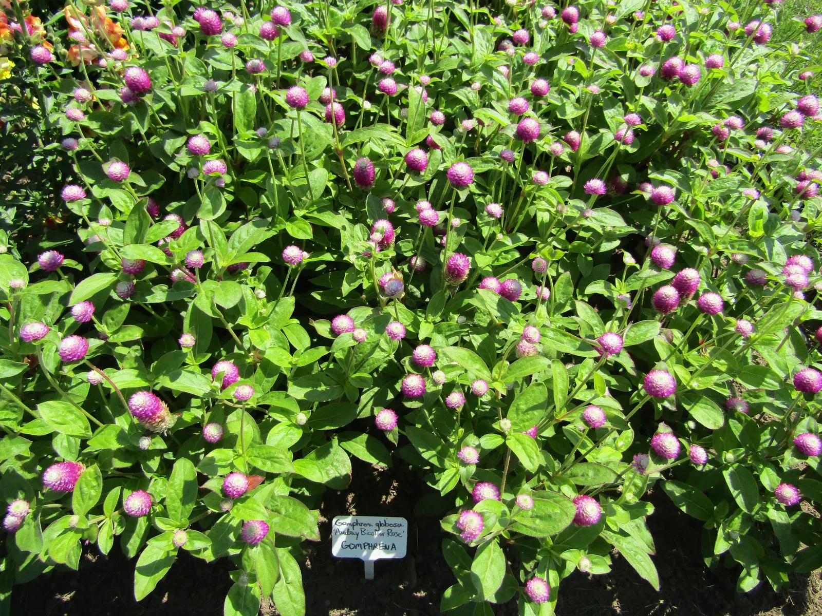 Globe Amaranth (Gomphrena Globosa) — adding contrast to midsummer through fall gardens; this drought-resistant annual thrives in full sun, image 42
