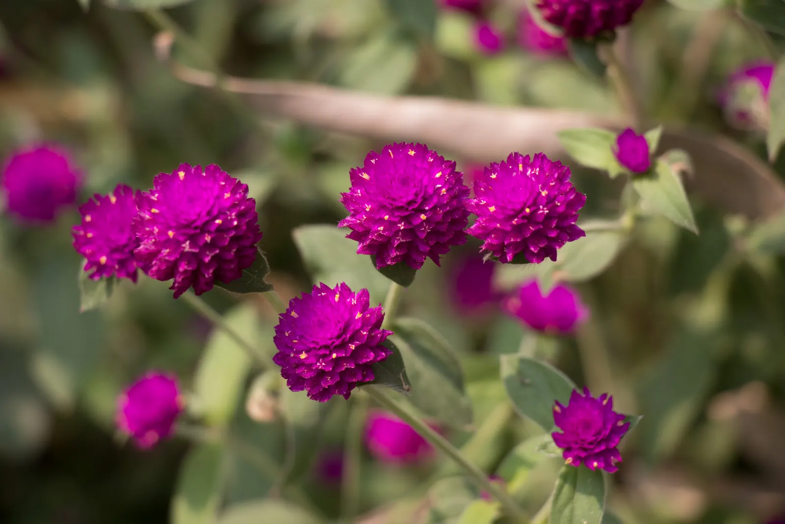 Globe Amaranth (Gomphrena Globosa) — The foliage is lance-shaped and often sprinkled with a magenta hue, image 86