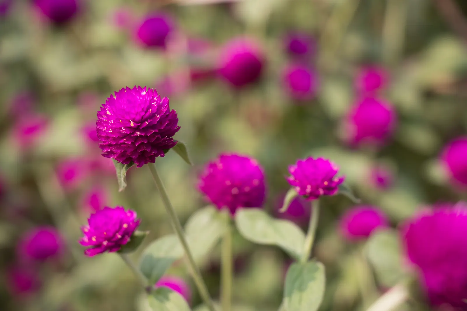 Globe Amaranth (Gomphrena Globosa) — annual for full or half; adding contrast to midsummer through fall gardens, image 72