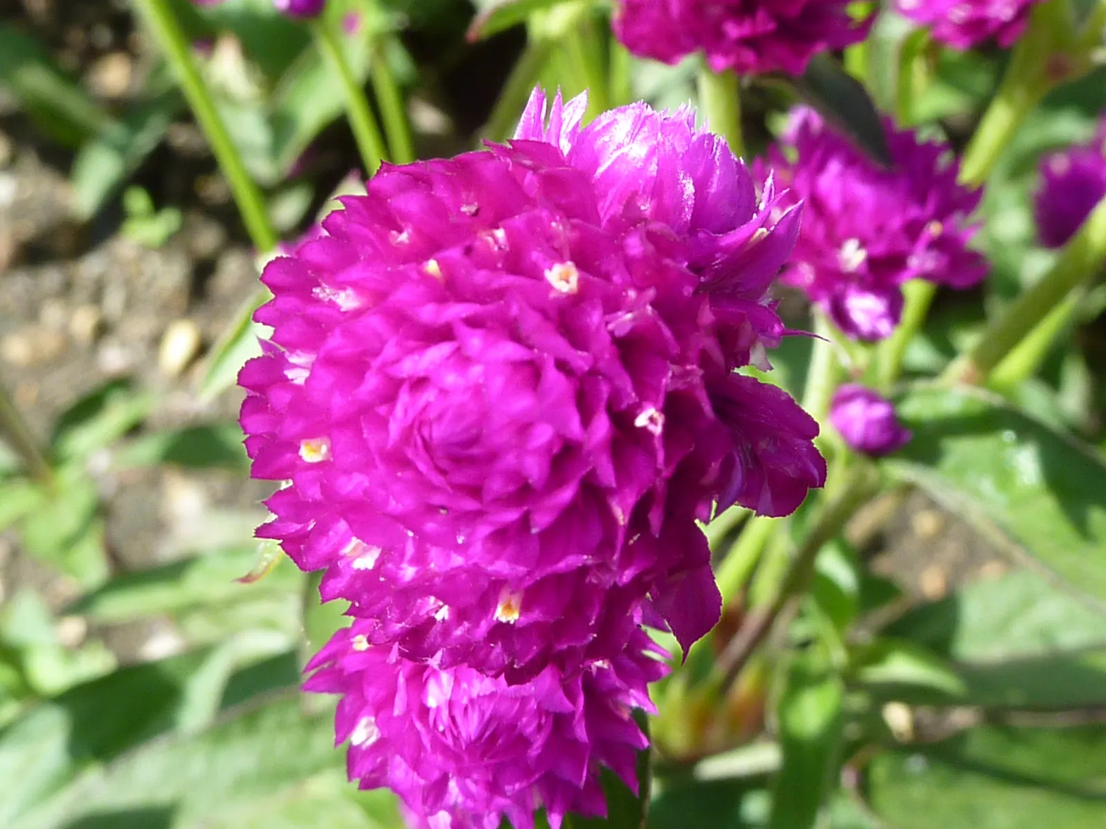 Globe Amaranth (Gomphrena Globosa) — pink flowers in the garden; everlasting flower with papery blooms ranging from purple to white, image 34