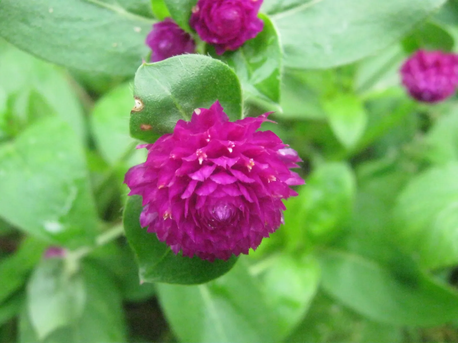 Globe Amaranth (Gomphrena Globosa) — Typically growing to about 24 inches tall and spreading 12 inches wide, image 20