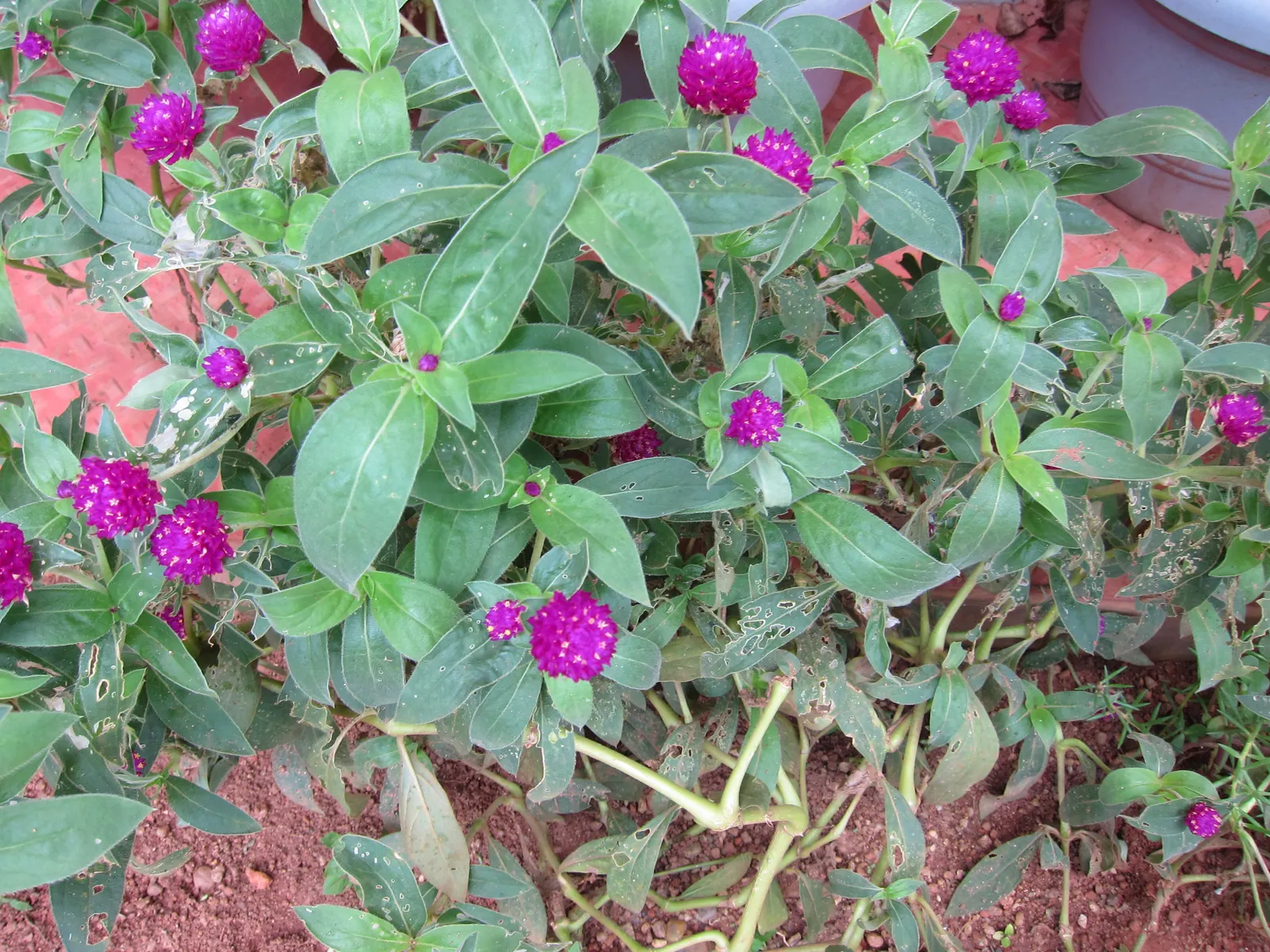 Globe Amaranth (Gomphrena Globosa) — annual for full or half; adding contrast to midsummer through fall gardens, image 108