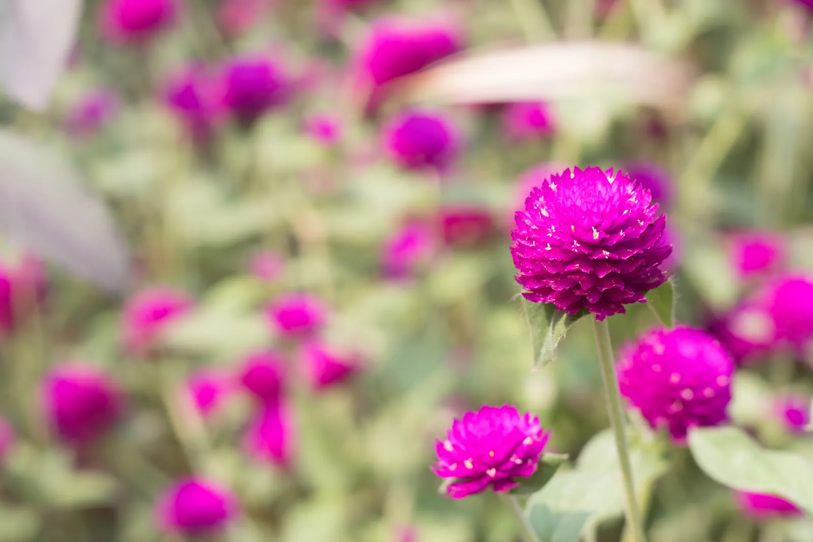 Globe Amaranth (Gomphrena Globosa) — annual with pink blooms, image 98