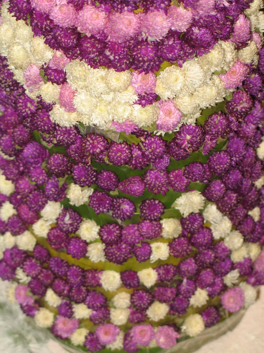 Globe Amaranth (Gomphrena Globosa) — The foliage is lance-shaped and often sprinkled with a magenta hue, image 23