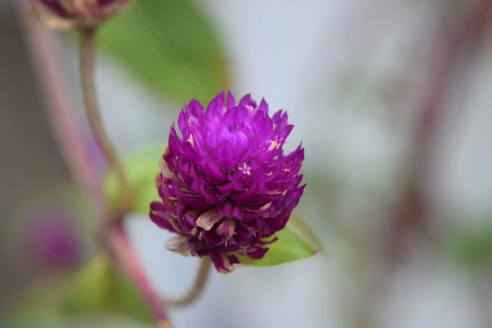 Globe Amaranth (Gomphrena Globosa) — adding contrast to midsummer through fall gardens; this drought-resistant annual thrives in full sun, image 24