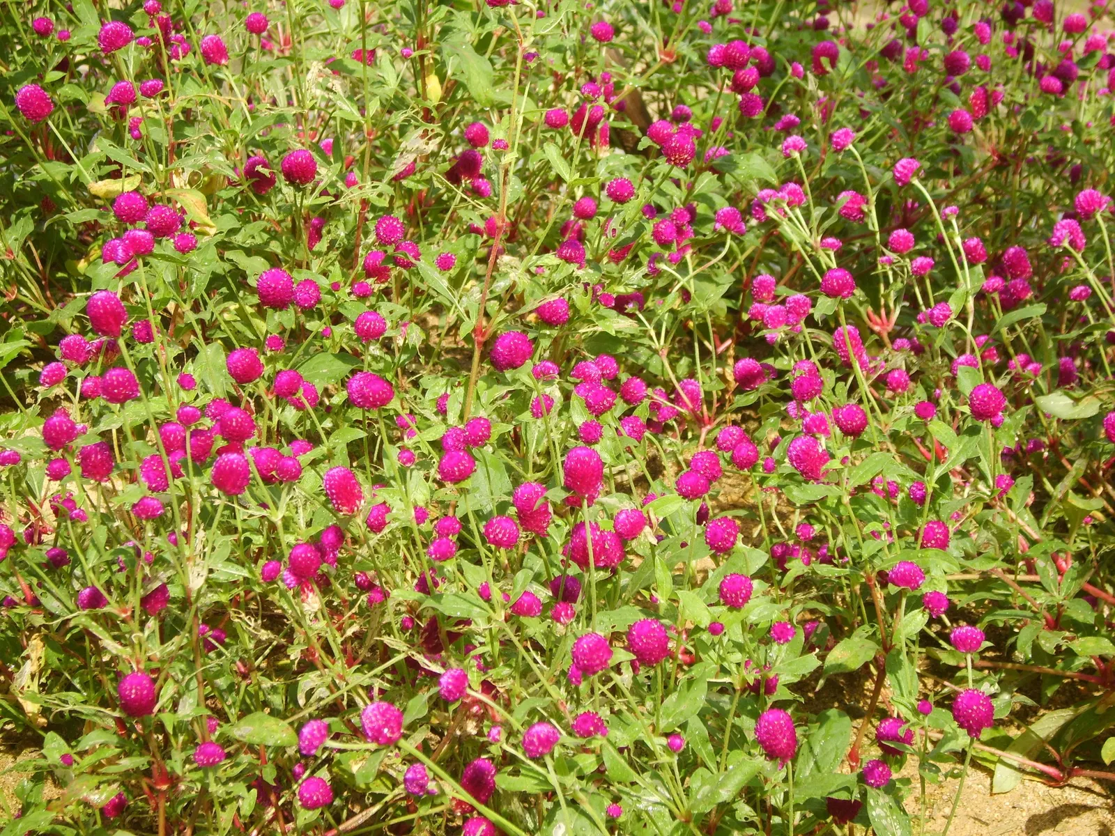 Globe Amaranth (Gomphrena Globosa) — annual with pink blooms, image 71