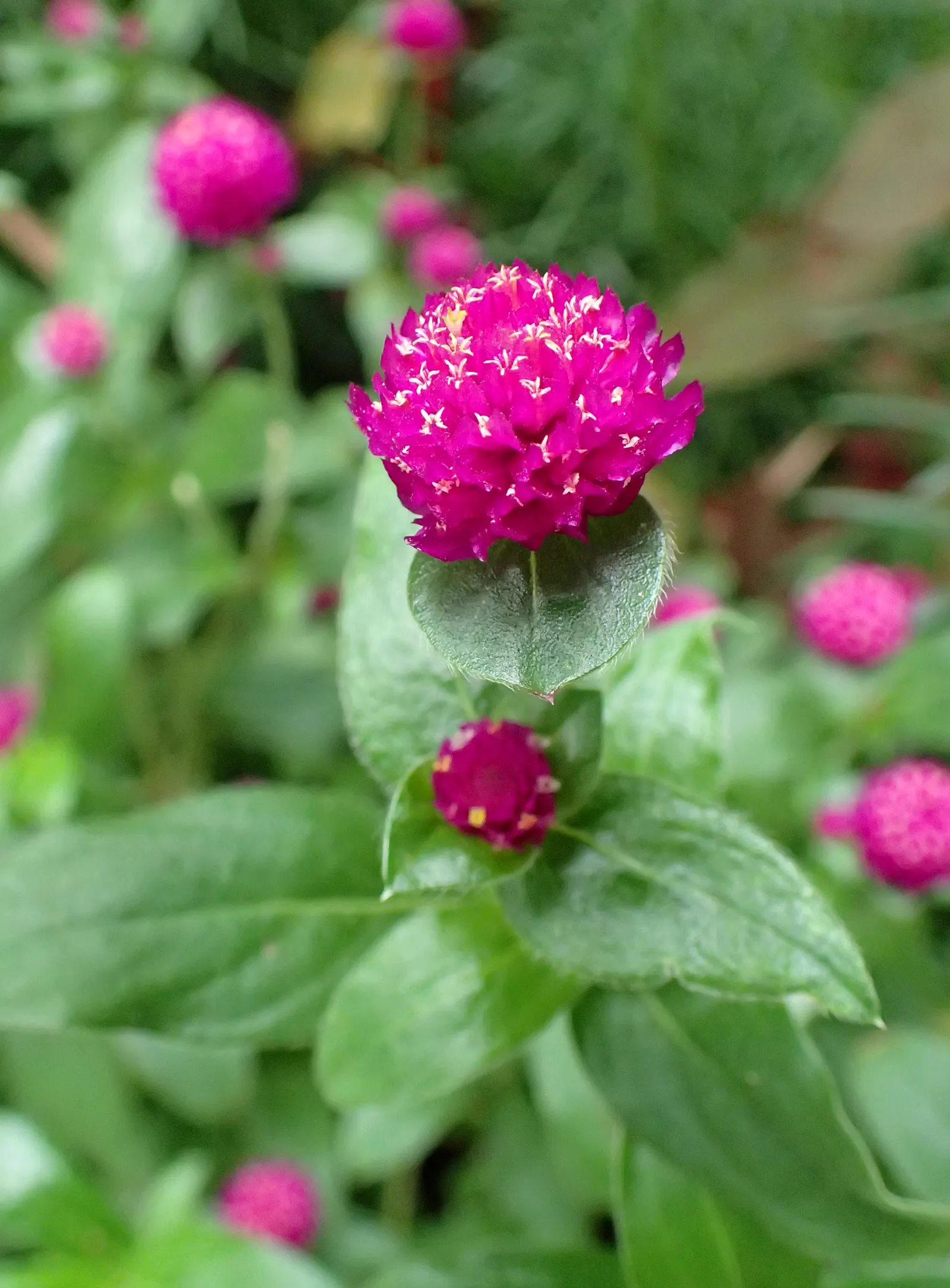 Globe Amaranth (Gomphrena Globosa) — annual with pink blooms